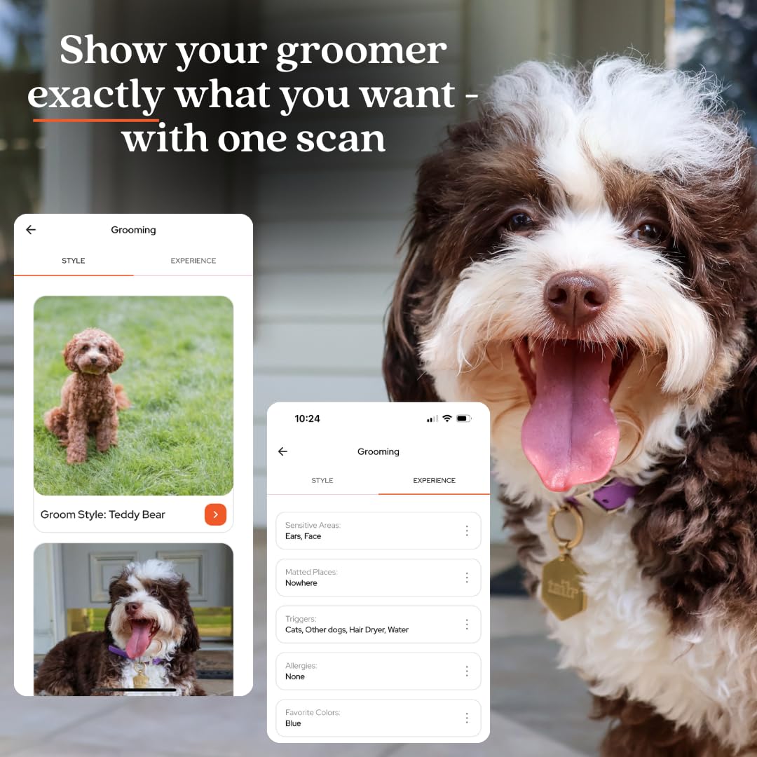 Gold QR Code Pet ID Tag with Free Digital Profile