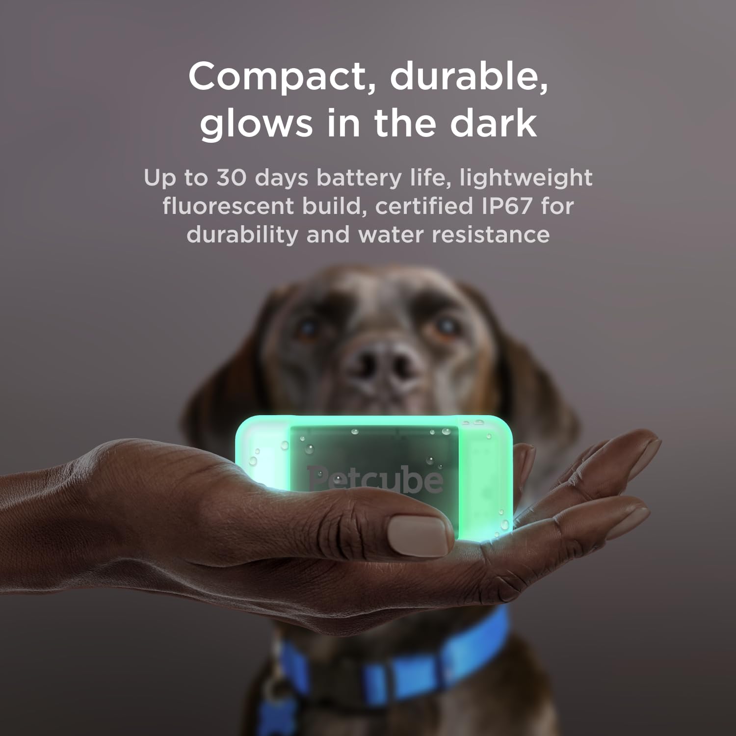 Petcube GPS Dog Tracker with Escape Alerts and Virtual Fence