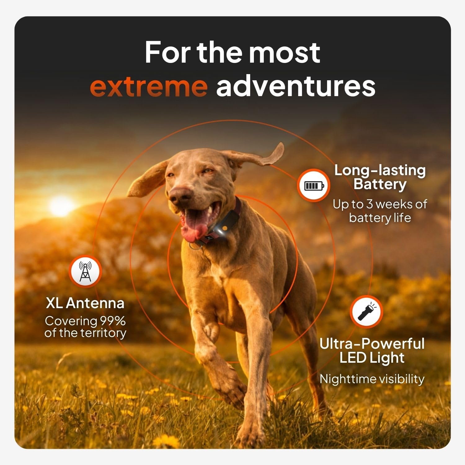 Weenect Dog XT Waterproof GPS Collar with XL Antenna
