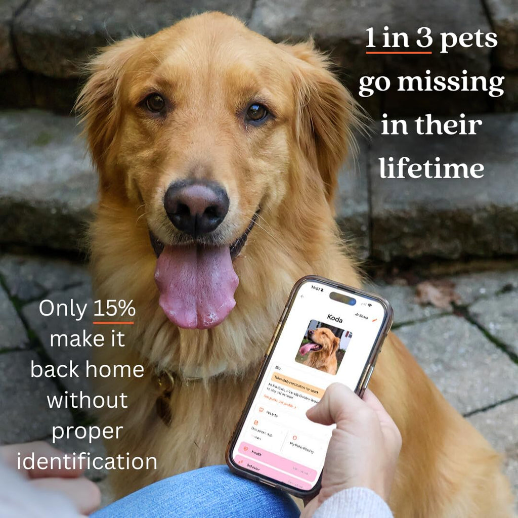 Gold QR Code Pet ID Tag with Free Digital Profile